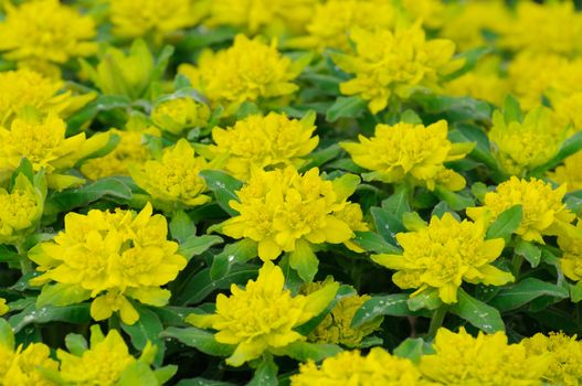 Yellow-green flowers in Fulda, Hessen, Germany