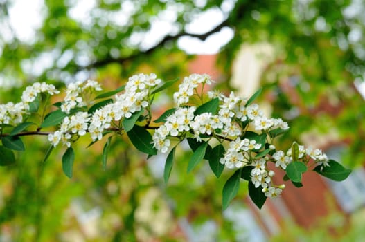 White flowers of branch of bird cherry tree in Fulda, Hessen, Germany