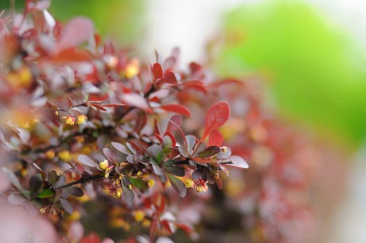 Colorful young leaves of a bush branch in Fulda, Hessen, Germany