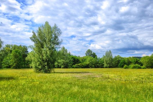 Field in Aueweiher Park  in Fulda, Hessen, Germany