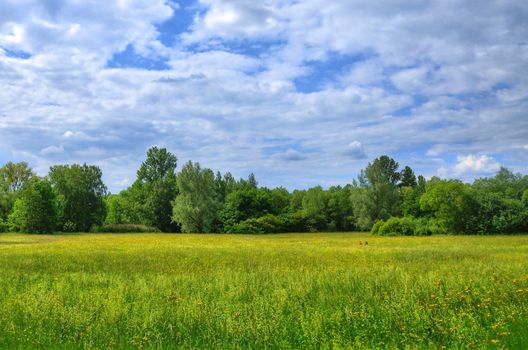 Field in Aueweiher Park  in Fulda, Hessen, Germany