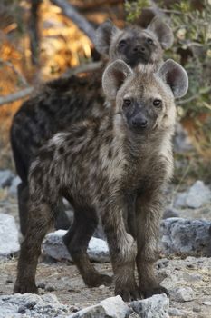 Spotted Hyaena cubs (Crocuta crocuta) in Etosha National Park in Namibia