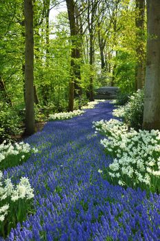 Grape Hyacinth and white daffodils in Keukenhof park in Holland