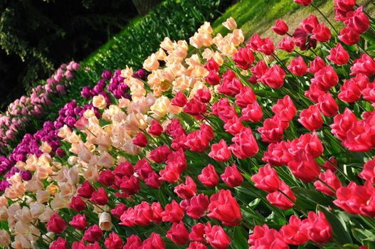 Purple, pink and white tulips in Keukenhof park in Holland