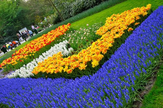 Red, orange, yellow, white and blue tulips in Keukenhof park in Holland
