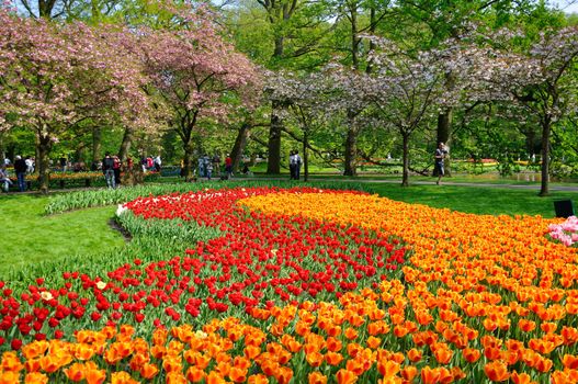  Red and orange tulips in Keukenhof park in Holland