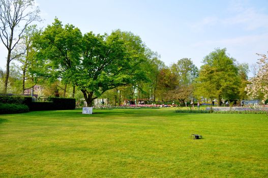 Green field with a tree in Keukenhof park in Holland