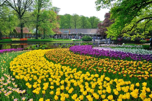 Pink, yellow, purple and white tulips in Keukenhof park in Holland