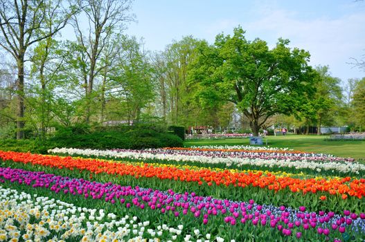 Purple, red, white and orange tulips in Keukenhof park in Holland