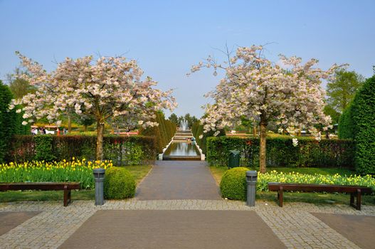 With blooming trees (Prunus triloba) in Keukenhof park in Holland