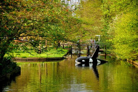 Killer whale (shamoo) in the river in Keukenhof park in Holland