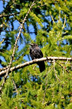 Black rook (hrach, grach) sitting on the green branch of a pine, Sergiev Posad, Moscow region, Russia