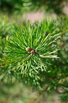 Colorful fresh green young pine branch close-up, Sergiev Posad, Moscow region, Russia