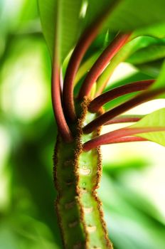 Colorful fresh green stem of house plant close-up, Sergiev Posad, Moscow region, Russia