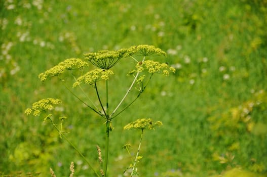 Colorful fresh green plant in a green background, Sergiev Posad, Moscow region, Russia