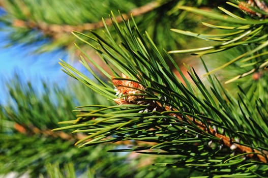 Colorful fresh green young pine branch with a young bud close-up, Sergiev Posad, Moscow region, Russia