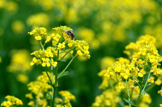 Colorful fresh yellow flowers of bittercress (Barbarea vulgaris) with a bee close-up, Sergiev Posad, Moscow region, Russia