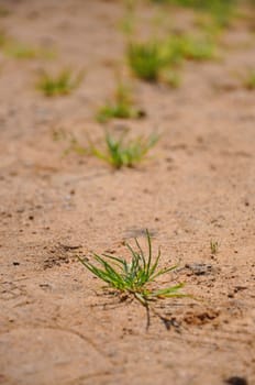 Colorful fresh green young grass growing in the sand close-up, Sergiev Posad, Moscow region, Russia