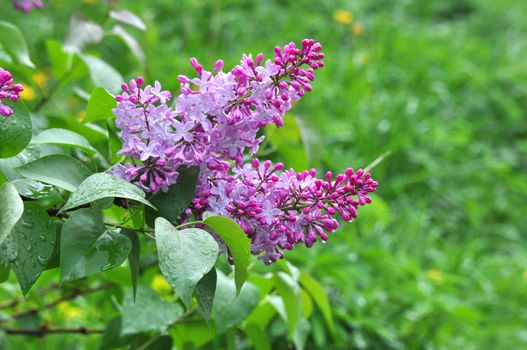 Colorful fresh wet branch of violet lilac with rain drops on leaves close-up, Sergiev Posad, Moscow region, Russia