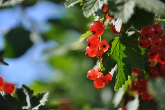 Colorful fresh green young branch with red currant close-up, Sergiev Posad, Moscow region, Russia