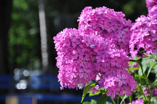 Colorful pink flowers close-up, Sergiev Posad, Moscow region, Russia