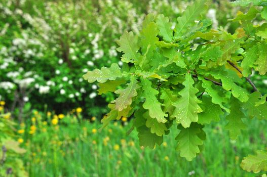 Colorful fresh green wet branch of a young oak with rain drops on leaves close-up, Sergiev Posad, Moscow region, Russia