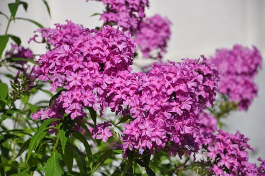 Colorful pink flowers close-up, Sergiev Posad, Moscow region, Russia