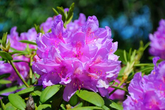 Purple (Violet) flowers in closeup, Frankfurt am Main, Hessen, Germany