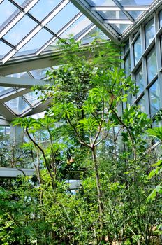 Jungles in Palmen Garten, Frankfurt am Main, Hessen, Germany