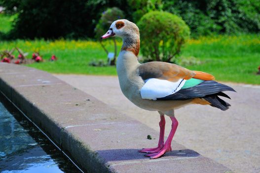 Duck in closeup in Palmen Garten, Frankfurt am Main, Hessen, Germany