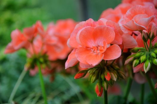 Pink flowers in closeup in Palmen Garten, Frankfurt am Main, Hessen, Germany