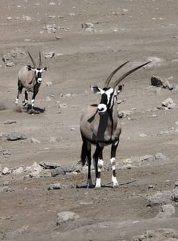 Gemsbok (Oryx gazella) in Etosha National Park in Namibia