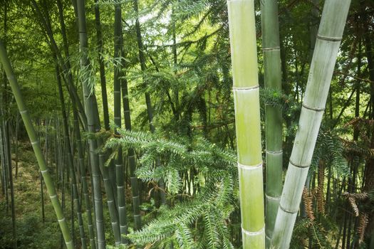China's zhejiang province is rich in bamboo