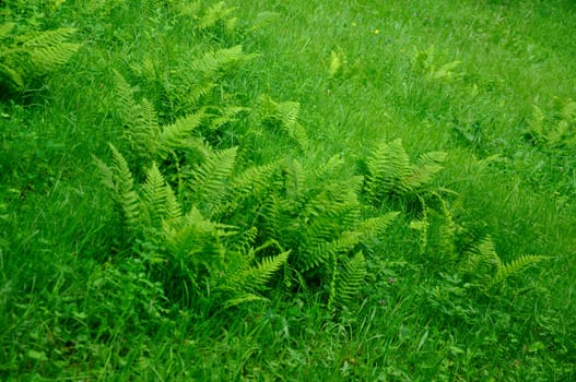 Fern in a summer park of Schloss Fasanarie in Fulda, Hessen, Germany