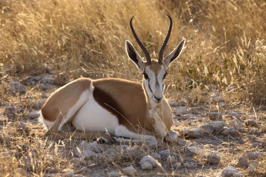 Springbok (Antidorcus marsupialis) in Etosha National Park in Namibia