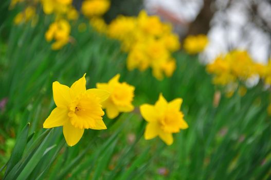 Yellow daffodils flowers in garden of Fulda, Hessen, Germany