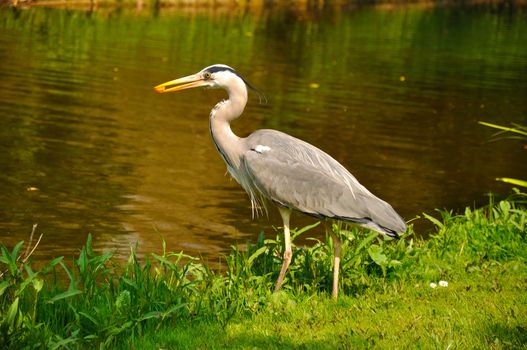 Great blue standing and eating heron in the park near the lake on a sunny day, Amsterdam, Holland