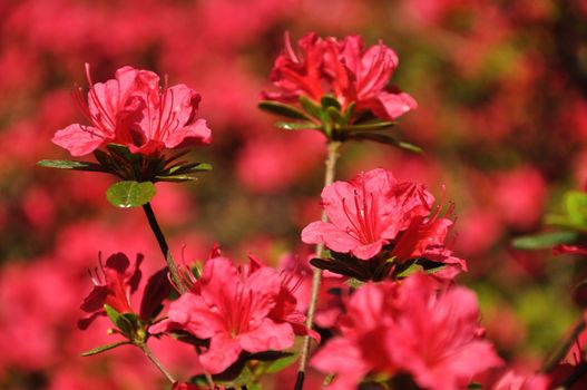 Pink blossing flowers in Amsterdam park in Holland