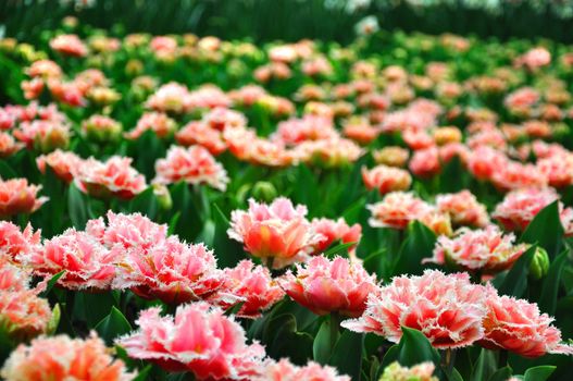 Pink blossing tulips in Keukenhof park in Holland