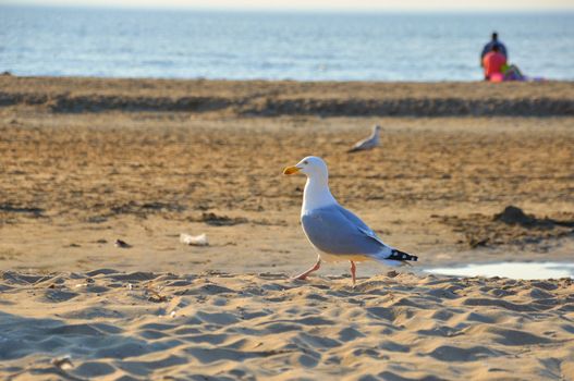 Walking gracefull black-tailed gull (seagull) along the seashore on a sunny day, Zaandvort, Northsea, Holland