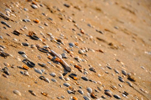 Seashells on the sand beach in Zandvoort (Northen Sea in Holland)