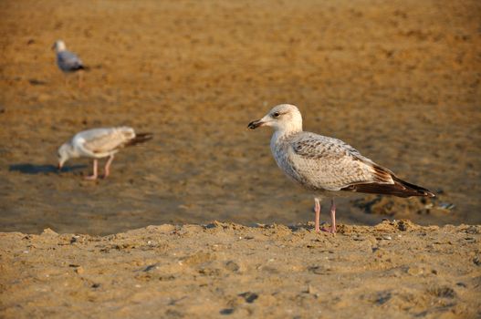 Young gull (seagull) standing gracefull on the seashore on the sand on a sunny day, Zaandvort, Northsea, Holland