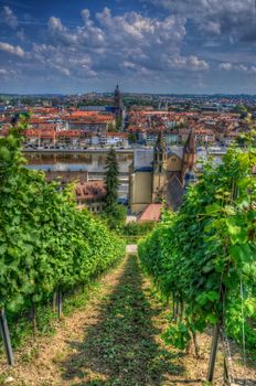 View from Marienberg Fortress (Castle) through grapes to Wurzburg, Wurzburg, Bayern, Germany