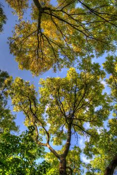 Trees branches with leaves, Mainz, Rheinland-Pfalz, Germany