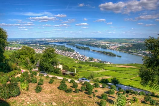 Vineyard near Burg Ehrenfels, Ruedelsheim, Hessen, Germany