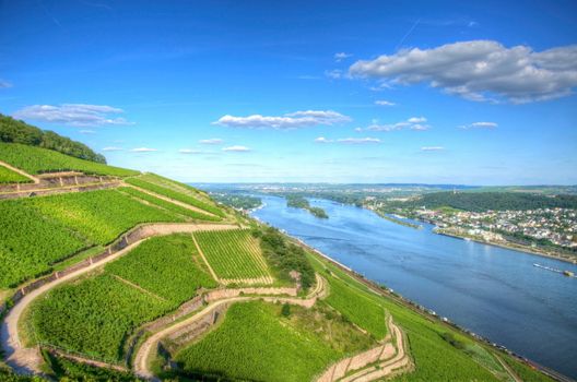 Vineyard near Burg Ehrenfels, Ruedelsheim, Hessen, Germany