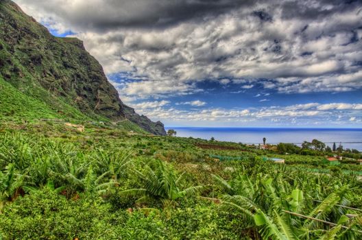 Banana palms plantation in north-west coast of Tenerife, Canarian Islands