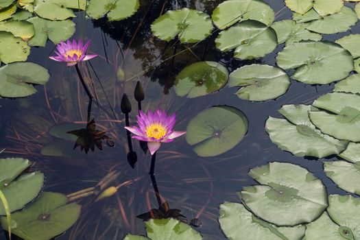 Lotus in full bloom in the pond