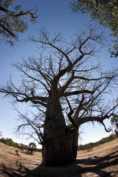 Old Baobab Tree (Adansonia digitata) in the Caprivi Strip in Namibia