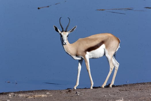 A Springbok (Antidorcas marsupialis) near a fly covered waterhole in Etosha National Park in Namibia